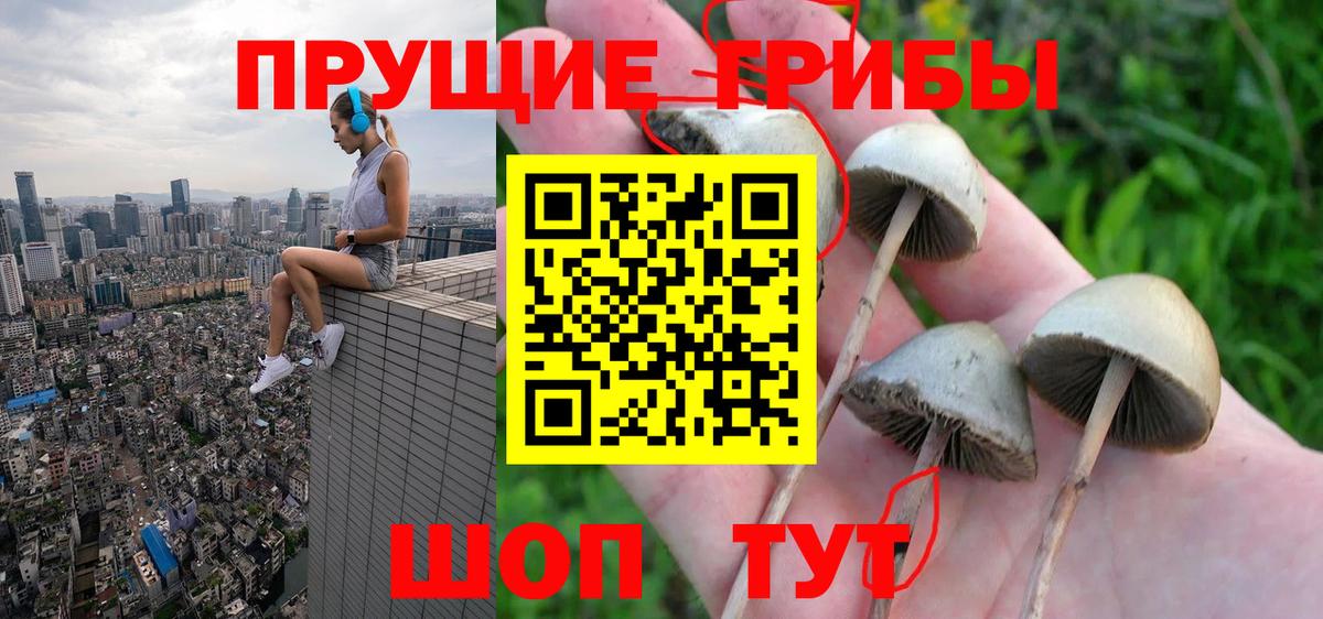 Выборг  Псилоцибиновые грибы мицелий  Вход с VPN 